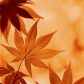 17.c 起草官网 编辑叶青梧在暖色台灯下校读草案文本的工作场景头像